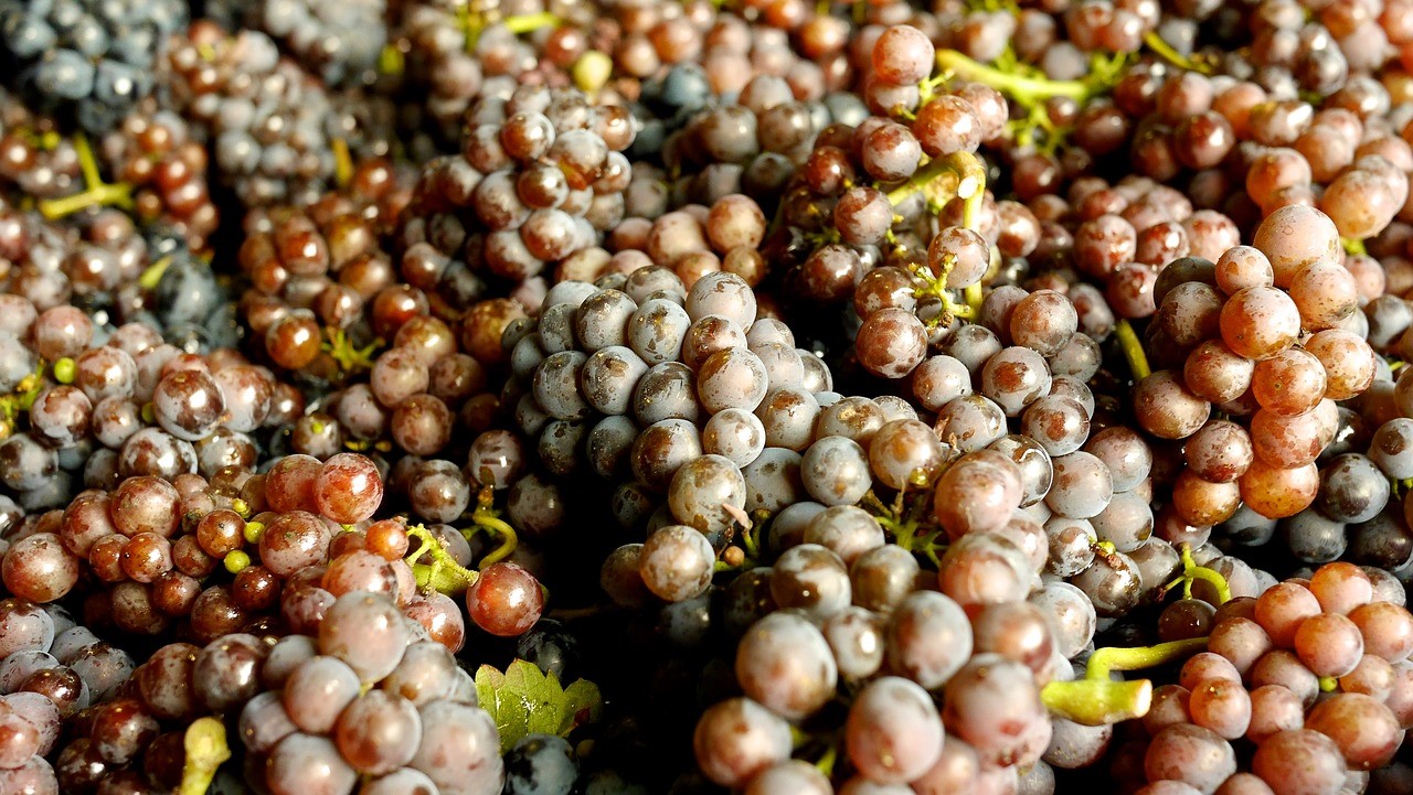 Pinot Grigio